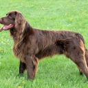 German Long haired Pointing Dog